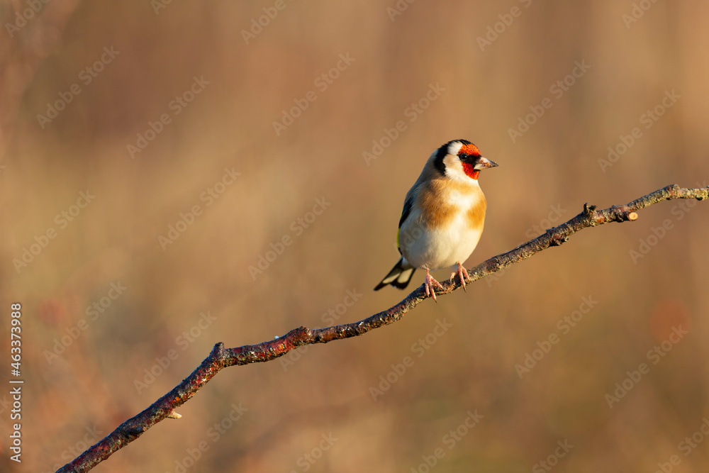 Obraz premium European Goldfinch Carduelis carduelis perched on a twig