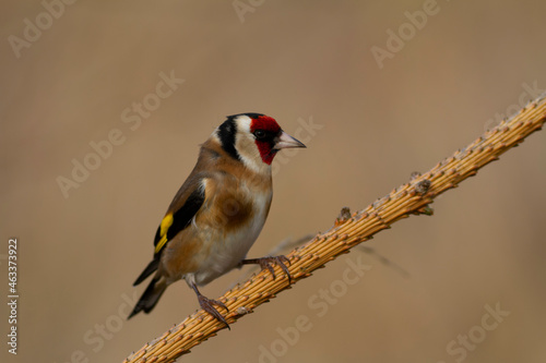 European Goldfinch Carduelis carduelis perched on a twig © denis