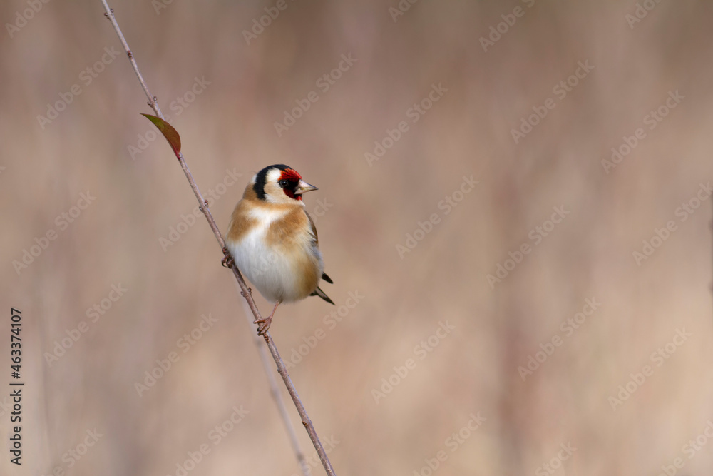 European Goldfinch Carduelis carduelis perched on a twig European Goldfinch Carduelis carduelis perched on a twig