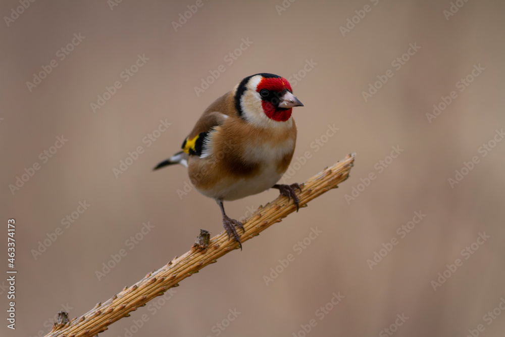 Fototapeta premium European Goldfinch Carduelis carduelis perched on a twig