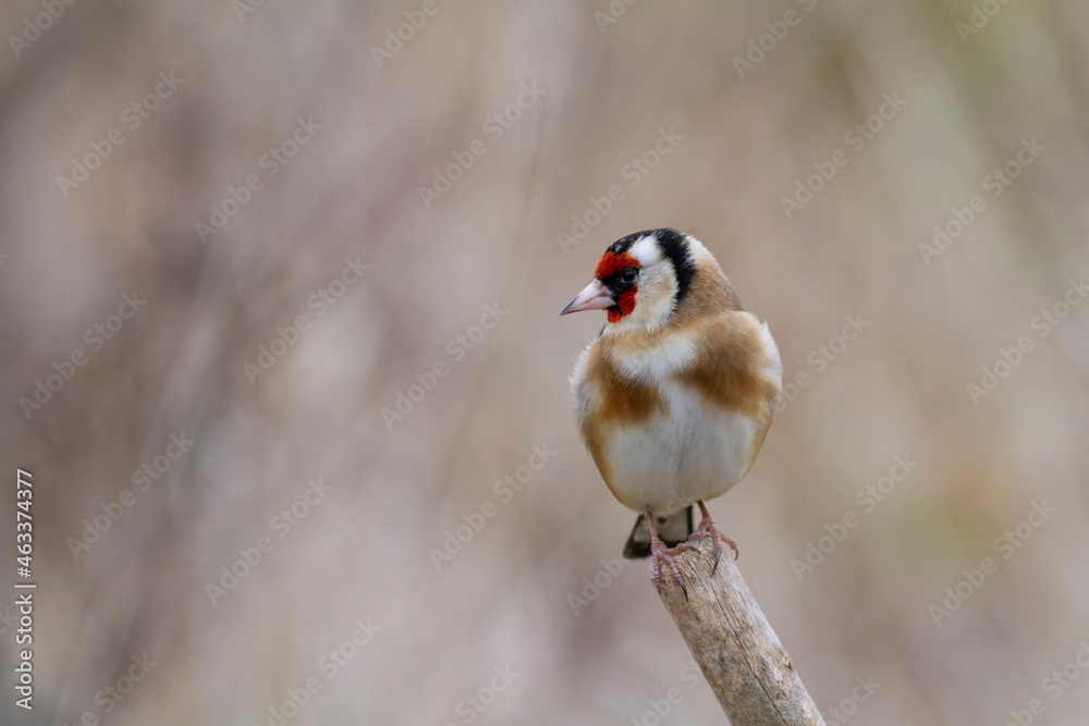 European Goldfinch Carduelis carduelis perched on a twig European Goldfinch Carduelis carduelis perched on a twig