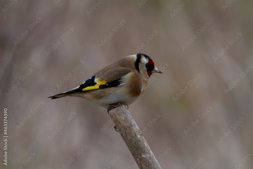 Fototapeta premium European Goldfinch Carduelis carduelis perched on a twig