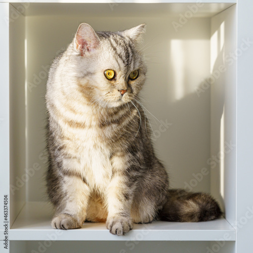 Scottish Straight tabby cat with big eyes sitting on shelf, cat is in closed confined space, a large box or box. Beautiful fluffy pet on a white background in room of house.