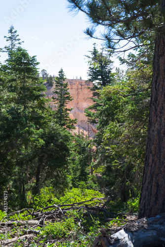 forest in the mountains