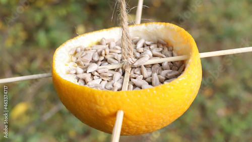 Natural bird feeder full of sunflower seeds is hanging on a tree.