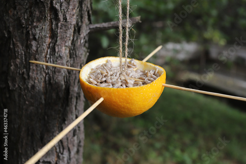Natural bird feeder full of sunflower seeds is hanging on a tree.