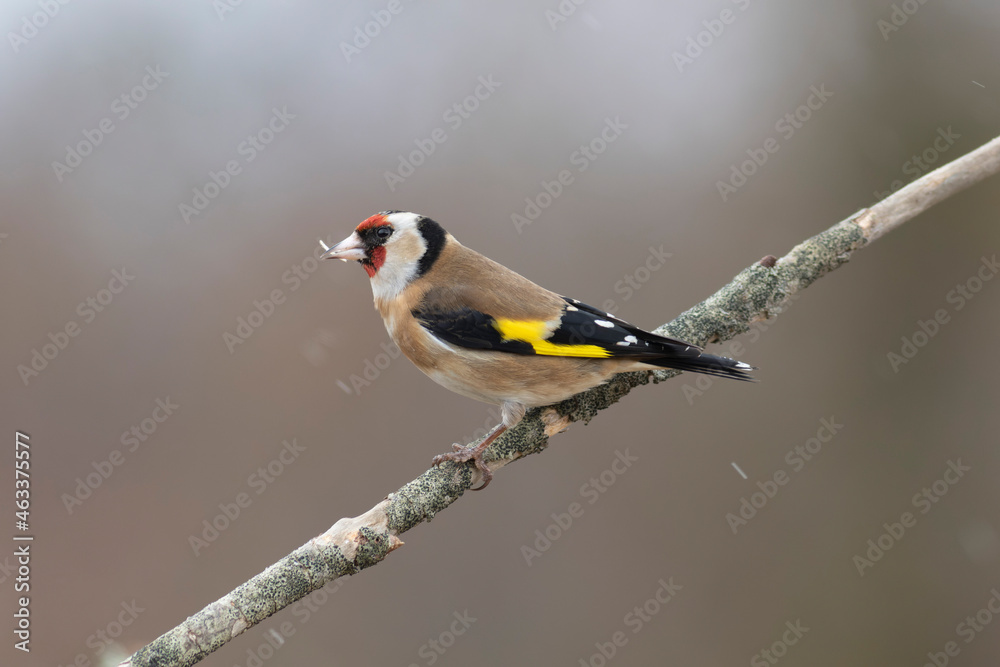 Fototapeta premium European Goldfinch Carduelis carduelis perched on a twig