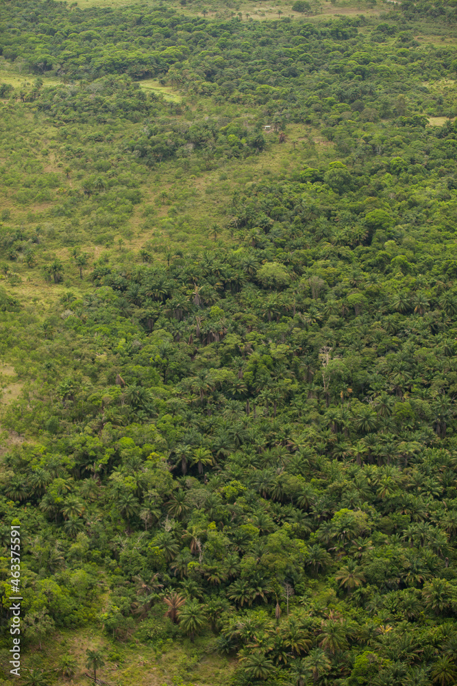 Aerial view of green forest. High quality photo