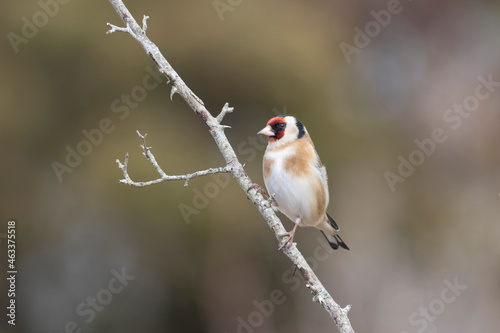 European Goldfinch Carduelis carduelis perched on a twig © denis
