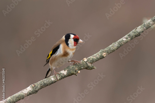 European Goldfinch Carduelis carduelis perched on a twig