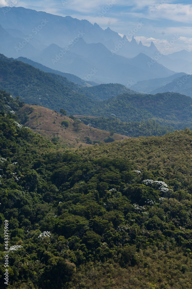 Aerial view of green forest. High quality photo