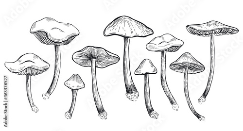 Collection edible mushrooms, hand drawn illustration.