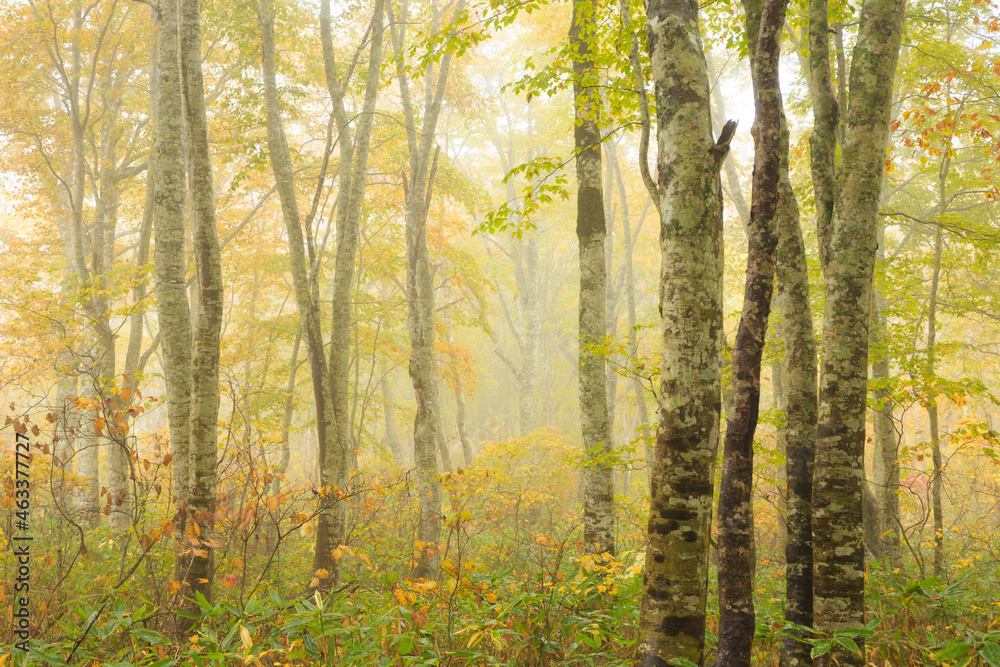 autumn in the forest autumn in the forest