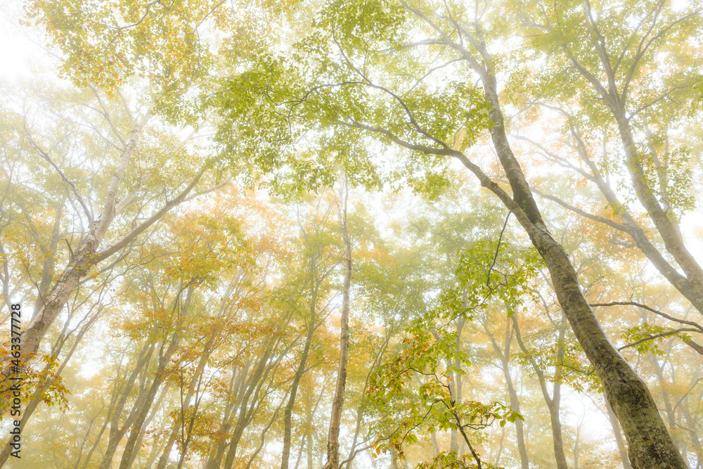 Fototapeta premium leaves in the forest