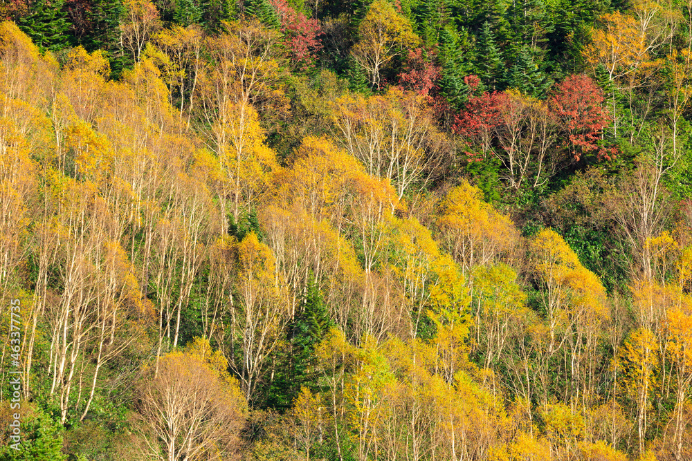 Fototapeta premium autumn landscape with trees