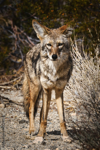 Vászonkép Coyote