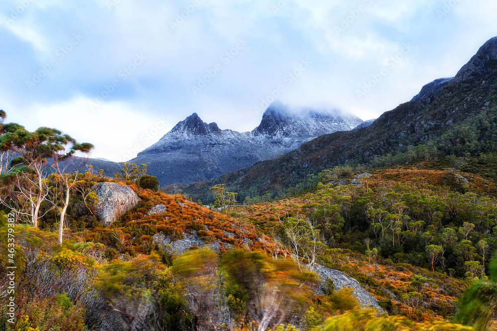 Tas Cradle Wombat track bush mt