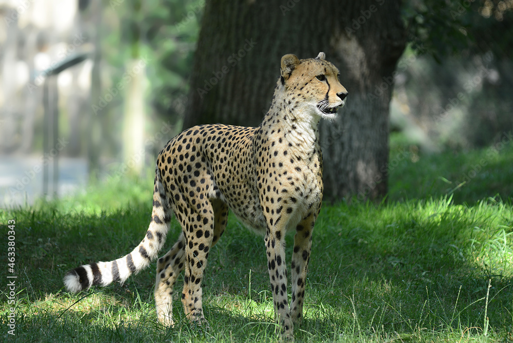 Fototapeta premium Gepard