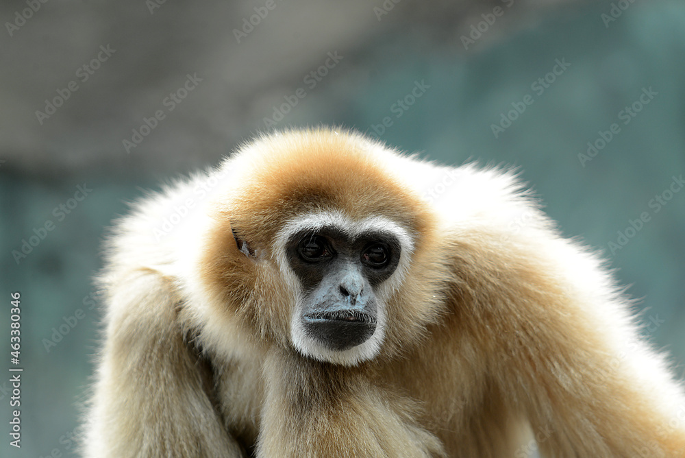 Fototapeta premium Gibbon
