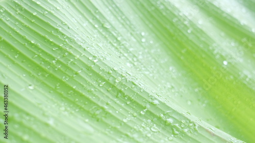 background water droplets on green leaves banana leaf
