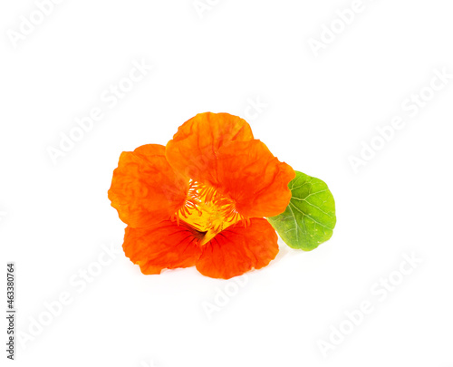 Orange beautiful nasturtium.