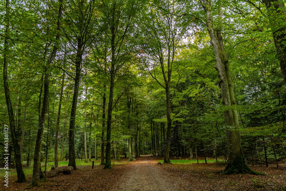 The beech forest in early autumn