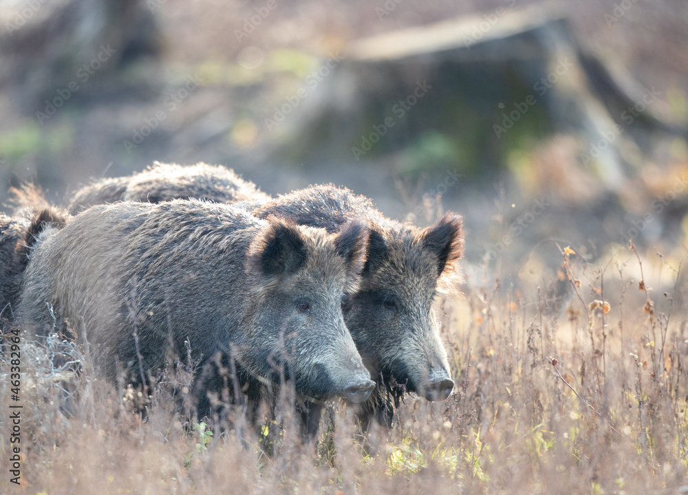 Group of wild boars standing in forest Group of wild boars standing in forest