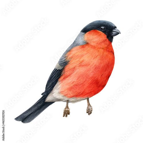 Bullfinch bird watercolor illustration. Hand drawn bright eurasian avian. Small cute bullfinch bird with red brest feathers element. Forest little songbird on white background