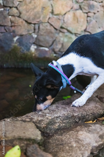 Jack Russel Breed Dog, Drinking water from source de la sainte baume.
