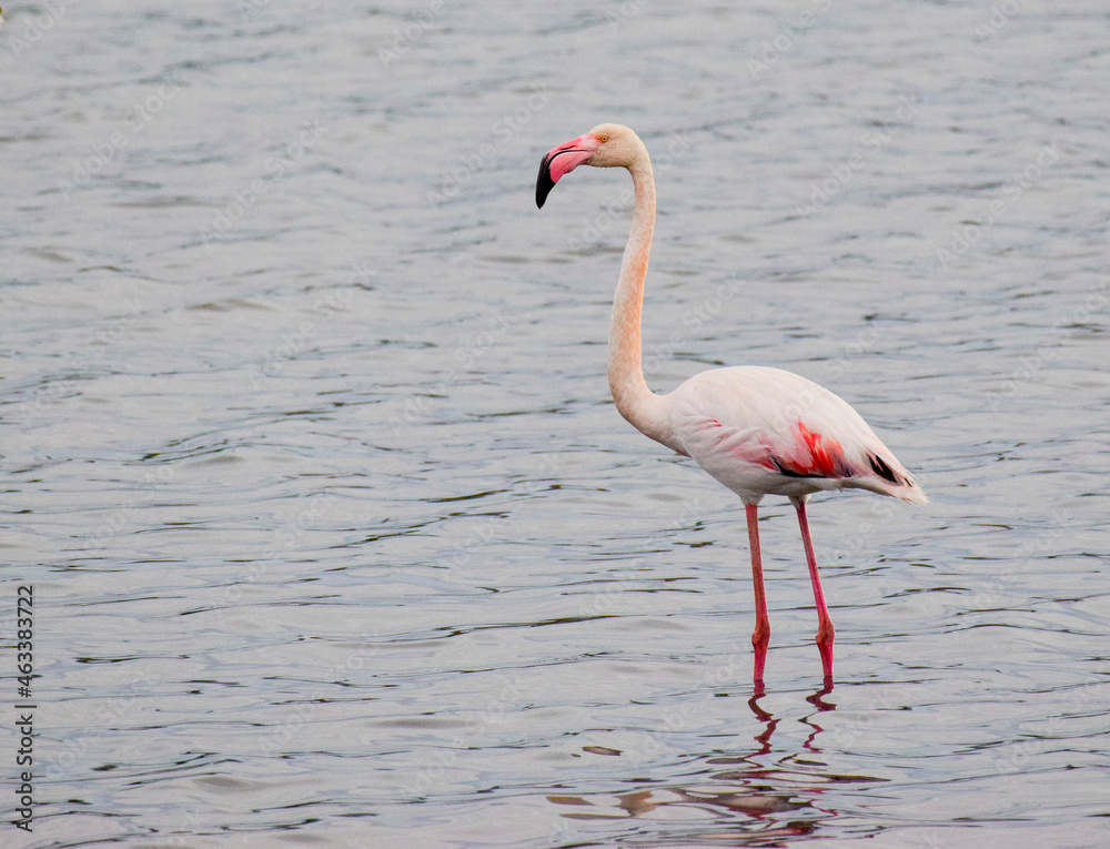 Obraz premium flamingo in the water