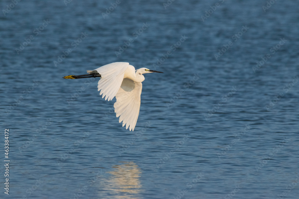 Egret in flight