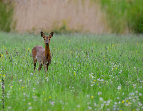 Roe deer in the grass chevreuil fleurs