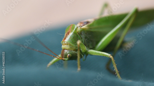 grasshopper at home