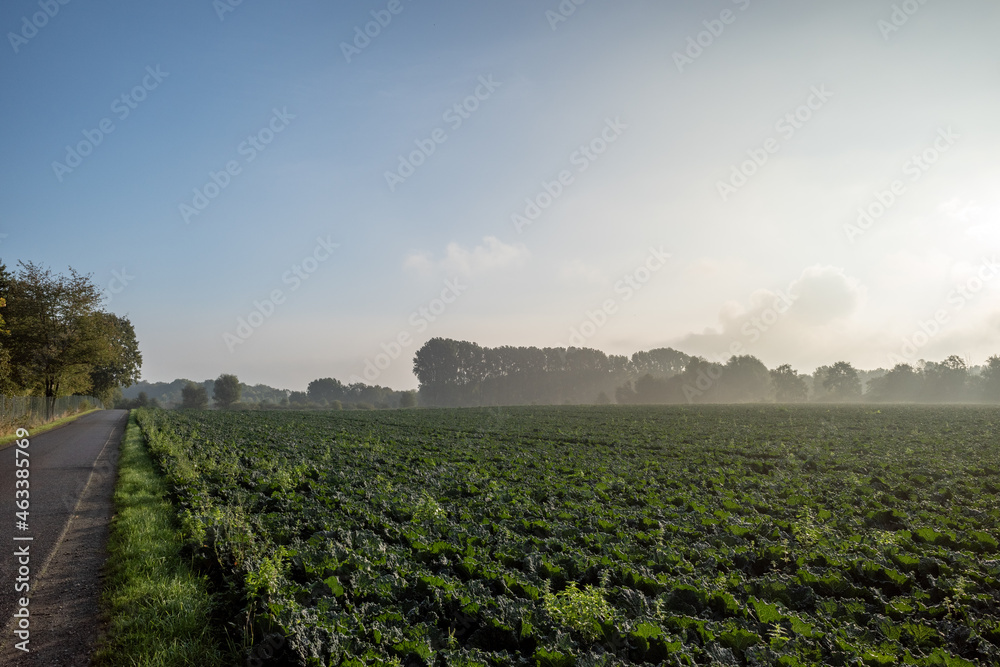 Misty and sunny scenery of small road with foggy over agricultural field and on countryside in Germany in the morning, in autumn season.