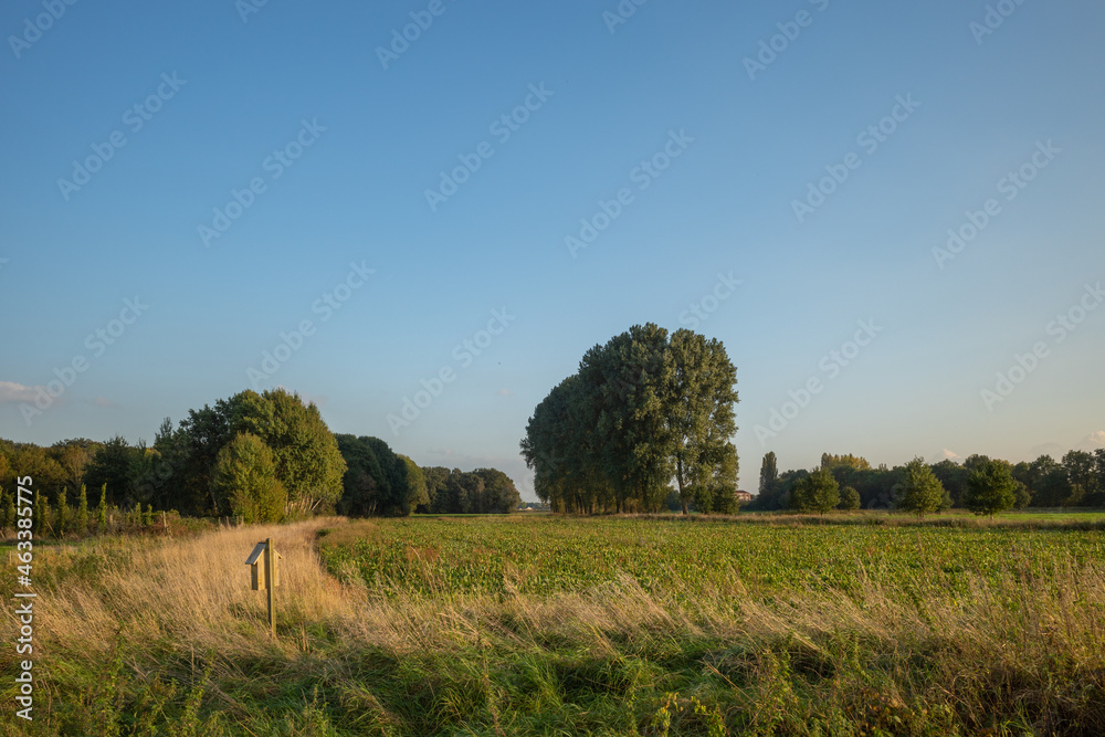 Fototapeta premium Outdoor sunny view of green agricultural field, meadow and trees against blue sky in countryside area in Germany in the morning.
