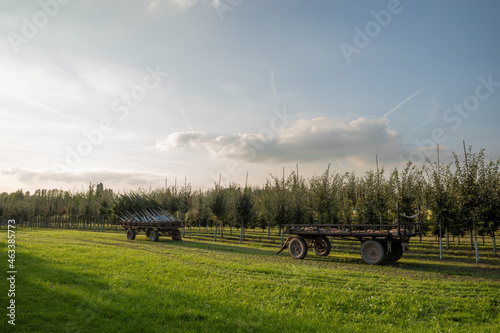 Outdoor sunny view of harvested tree on truck and row of tree produce on green agricultural field, meadow against blue sky in countryside area in Germany.