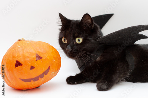 Black cat in bat costume with carved pumpkin for halloween. © epovdima