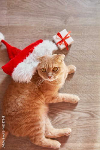 Cute cat in Santa Claus hat, british shorthair cat lyuing on the floor at home, festive Christmas decor. beloved pet top view. © Viktoriia