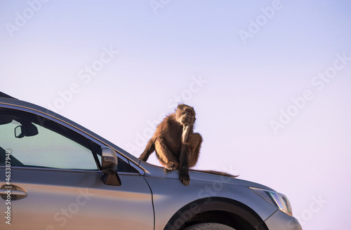 Wild african life. A Large Male Baboon sitting  on the car hood on a sunny day