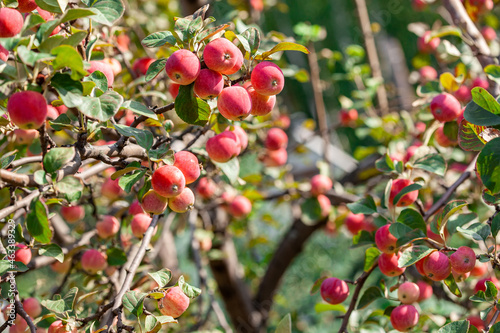 many red apples on the branches of a tree in the garden