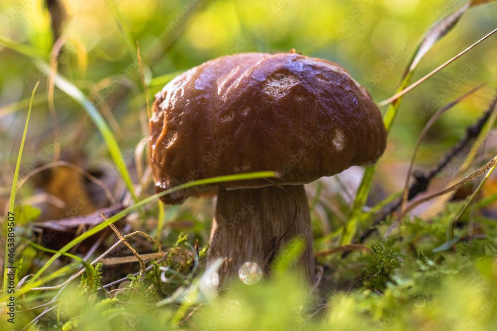 White mushroom in the grass in the forest at the end of summer