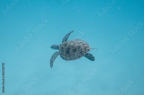 Εκτύπωση καμβά Green Turtle Swimming Away