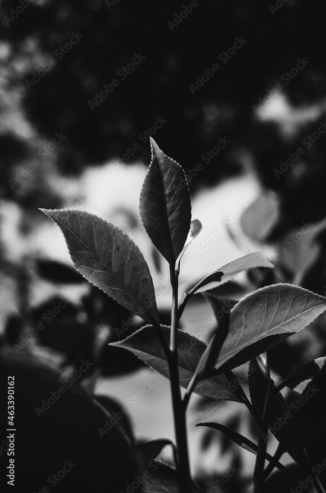 Obraz premium black and white leaves
