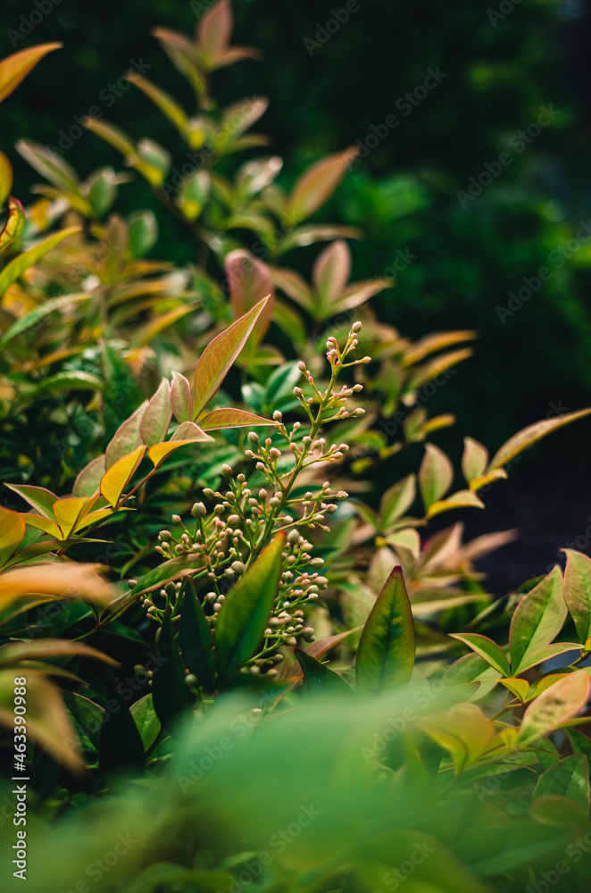 Fototapeta premium Leaves in the garden