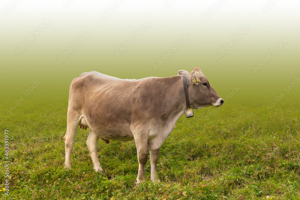 Cattle on a meadow Cattle on a meadow