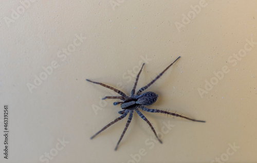 Close up view of cute spider isolated on light background. 
