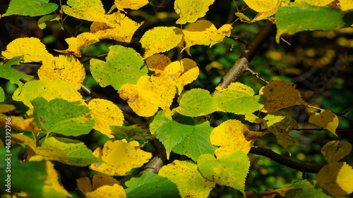 background with green and yellow autumn leaves. close-up  green  yellow leaves on a tree in the rays of the autumn sun. In the park on a sunny day. Beauty Fall Season Nature Scene.