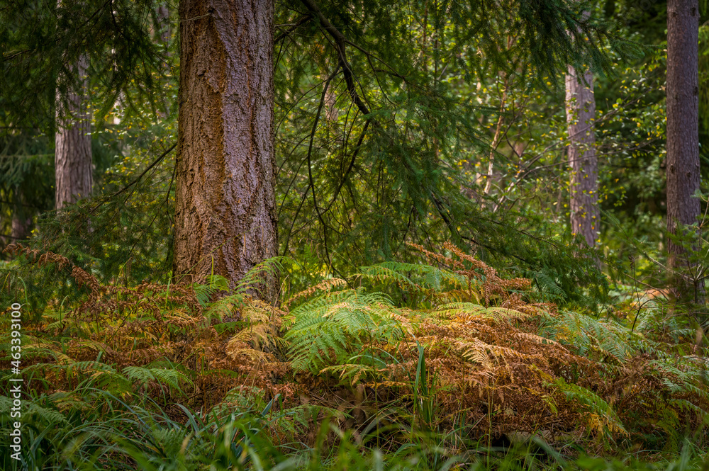 Obraz premium Fern flowers in an autumn forest in England