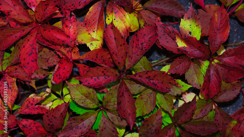 Parthenocissus. wild or girlish grapes. autumn background  season  autumn colors  beautiful leaves. close-up. red autumn leaves. nature  close-up
