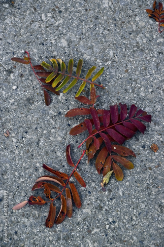 Autumn minimalism - burgundy on gray. Fallen rowan leaves on the asphalt.